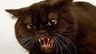 Pisici suparate care rivalizeaza cu Grumpy Cat