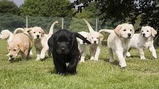 Top 16 cele mai adorabile asalturi de iubire ale unor catelusi