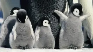 Curiozitati incredibile despre animale care te vor face sa le vezi cu alti ochi