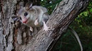 6 specii de animale "disparute" care au fost redescoperite
