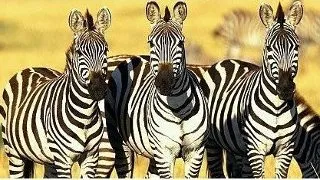 10 curiozitati interesante despre zebre