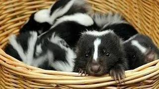 6 fotografii cu pui de sconcs absolut adorabili