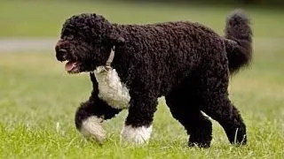 Oamenii care conduc lumea si animalele lor de companie