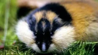 6 explicatii uluitoare pentru obiceiurile bizare ale animalelor