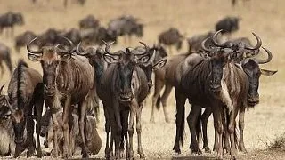 Cele mai mari migratii ale animalelor