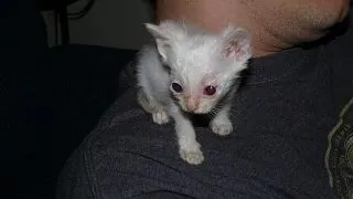 Stuart Little, varianta felina: iata transformarea uluitoare a unui pui de pisica! FOTO