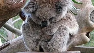 De la porcusorul de Guineea la calutul de mare: 6 animale cu nume inselatoare