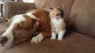 Matilda, pisicuta care se crede... pitbull! FOTO