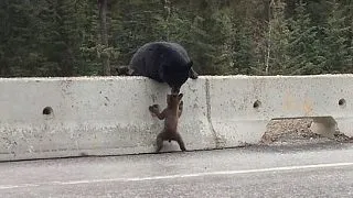 O ursoaica isi salveaza puiul dezorientat de pe o autostrada VIDEO