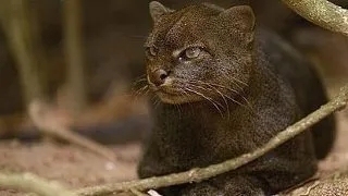 10 curiozitati despre jaguarundi, cea mai bizara felina din lume