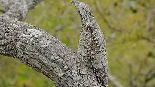 Top 4 animale colorate, atat de bine camuflate incat sunt imposibil de zarit