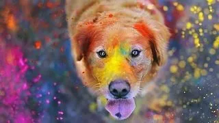 Animale inzestrate de Mama Natura cu talent la pictura