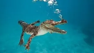 5 animale de temut cu o muscatura incredibil de puternica