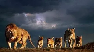 Top 4 tati cruzi din lumea animalelor