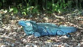 Top 5 animale albastre, cele mai rare din lume