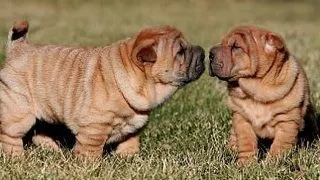 4 rase de caini dragalase foc, cu trupul plin de cute