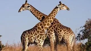 15 curiozitati despre simpaticele girafe