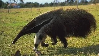 10 curiozitati interesante si amuzante despre furnicarul gigant