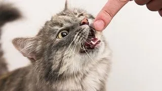 5 boli pe care le poti contracta de la animalele de casa