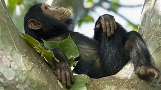 3 feluri incredibile in care animalele se apara impotriva parazitilor