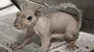 Crezi ca le recunosti fara pic de blana sau pene? 9 animale obisnuite, in ipostaze iesite din comun