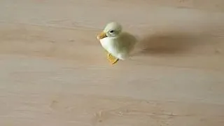 Puiul de rata s-a facut mare! Ce mai face ratusca devenita celebra anul trecut VIDEO