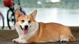 11 curiozitati despre adorabilii caini Welsh Corgi Pembroke