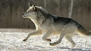 8 curiozitati fascinante despre caini si lupi