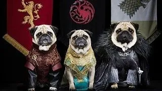 Trei mopsi adorabili s-au transformat in personajele din "Game of Thrones"! Iata ce a iesit VIDEO