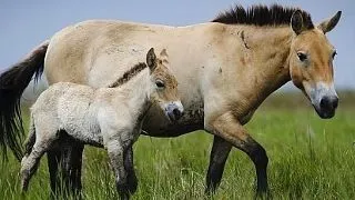 5 specii de animale care au fost salvate cu succes de la disparitie
