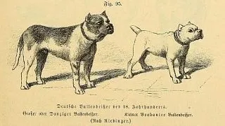 6 rase de caini care au disparut de-a lungul evolutiei