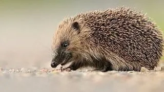 10 curiozitati simpatice despre arici