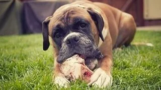 Cum sa ii asiguri o alimentatie corecta cainelui tau Boxer