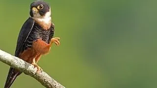 6 necuvantatoare denumite dupa cu totul alte animale