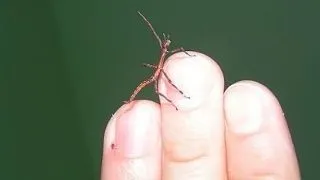 Insectele bat sunt inzestrate cu abilitati uimitoare! Iata ce pot face aceste creaturi spectaculoase