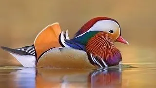 5 specii de pasari colorate, o adevarata incantare pentru privire