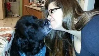 4 caini erou care s-au sacrificat pentru stapanii lor