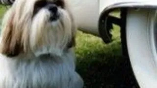 Animale de companie in masina - masuri de siguranata