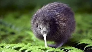 10 curiozitati despre simbolul Noii Zeelande, pasarea Kiwi