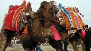 Top 6 cele mai ciudate competitii sportive cu animale