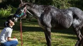 Povestea induiosatoare a calului orb care a reinvatat sa mearga FOTO
