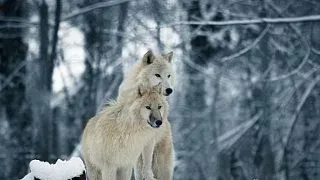 5 curiozitati fascinante despre inteligenta animalelor