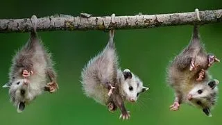 10 curiozitati mai putin stiute despre adorabilii oposumi