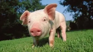 Daca oamenii ar disparea, ce specie de animale ar domina Pamantul?
