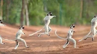 5 insule cu o biodiversitate incredibila. Iata ce animale traiesc acolo!