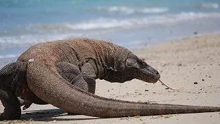 6 animale de poveste care s-au dovedit adevarate