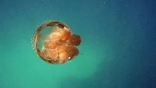 5 animale cu indeletniciri agricole. Ce stiu necuvantatoarele sa faca?