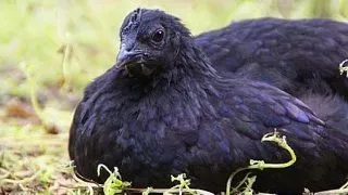 6 rase spectaculoase de gaini din lumea intreaga. Care este preferata ta?