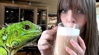 Localul unde poti savura o cafea in compania... reptilelor! FOTO