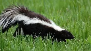 5 animale care isi improsca dusmanii. Cum se folosesc ele de miasmele corpului lor?
